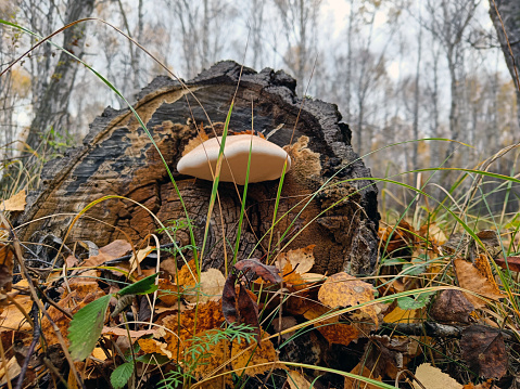mushroom, forest, nature, food, autumn