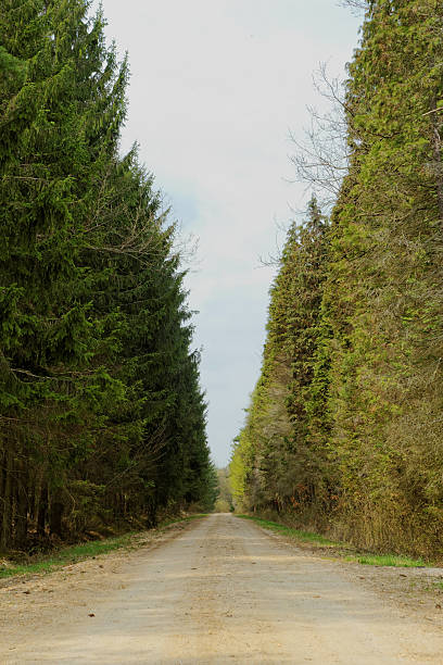 istock dirt road in the forest 178869764