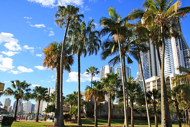 istock Palm trees in the city 178869825