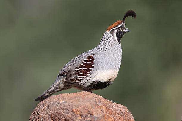 istock Male Gambel's Quail on rock 178869859