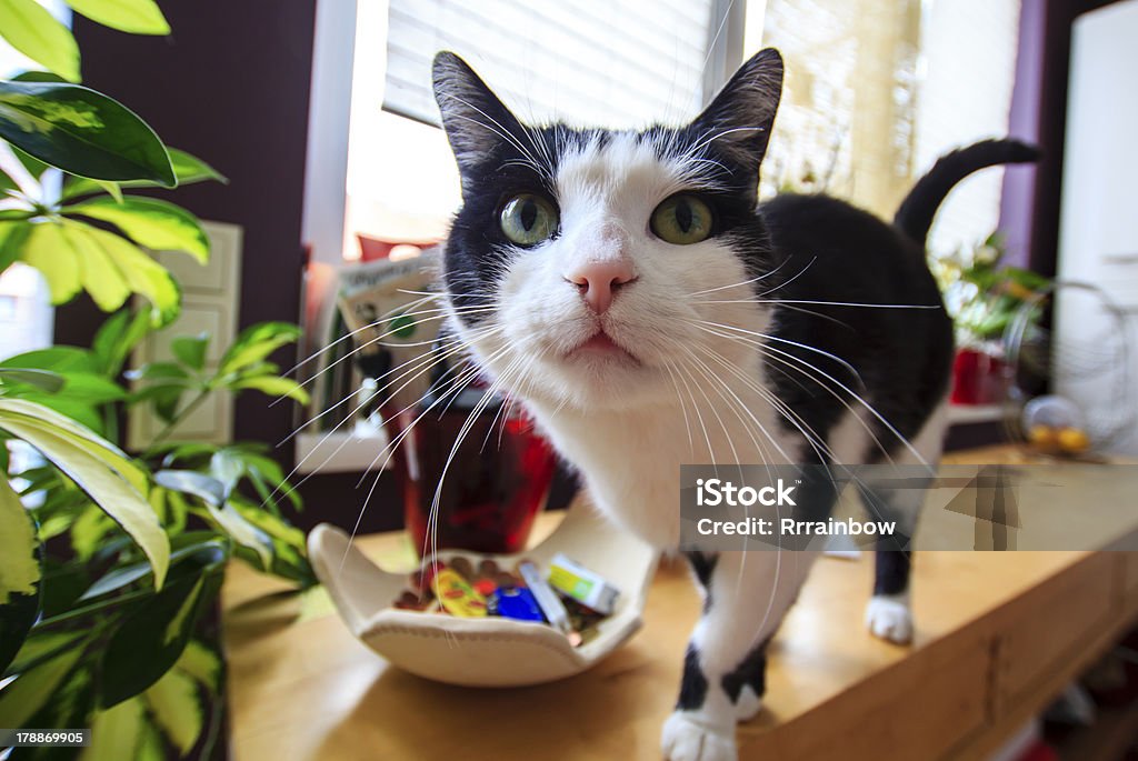 Curious cat Curious funny tabby cat, Domestic Cat Stock Photo