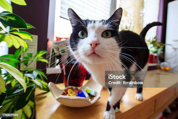 Curious Cat Stock Photo - Download Image Now - Domestic Cat, Kitchen, Standing