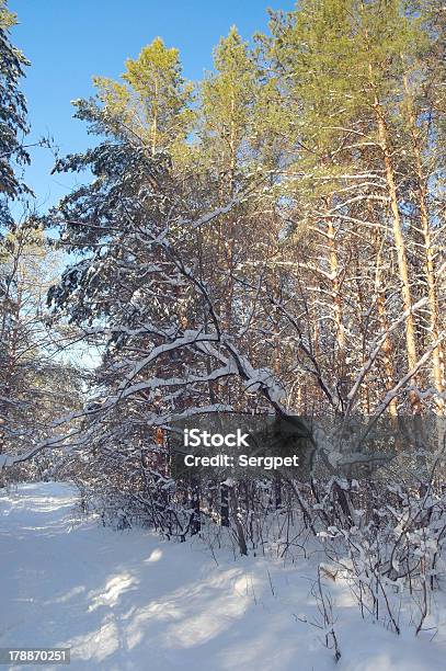 森林の冬景色松 - おとぎ話のストックフォトや画像を多数ご用意 - おとぎ話, 人物なし, 写真
