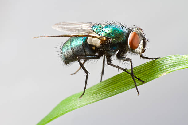 house fly in extreme close up sitting on leaf house fly in extreme close up sitting on green leaf. Picture taken before grey background. flesh fly photos stock pictures, royalty-free photos & images