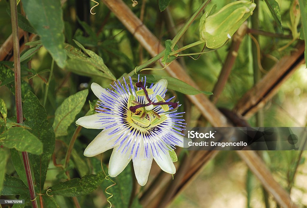 Bluecrown Passiflora A single Bluecrown Passiflora flower, also known as Passilfora Caerulea, an evergreen tendril climbing vine. Blue Passion Flower Stock Photo