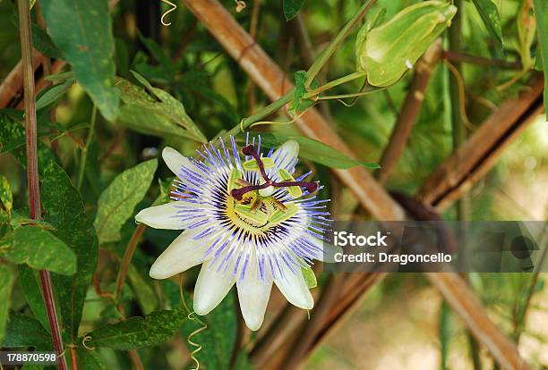 Bluecrown Passiflora Stock Photo - Download Image Now - Blue Passion Flower, Beauty In Nature, Blue