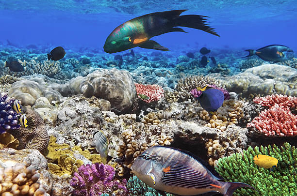 istock Coral and fish in the Red Sea.Egypt 178870644