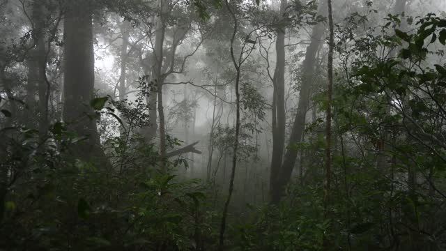 Rainforest Landscape - Stock Video