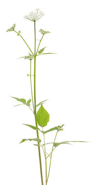 istock Aegopodium podagraria 178870775