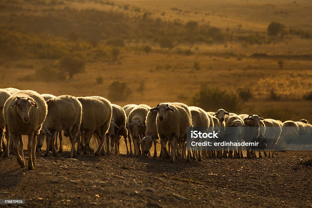 Gregge di pecore - Foto stock royalty-free di Agnello - Animale