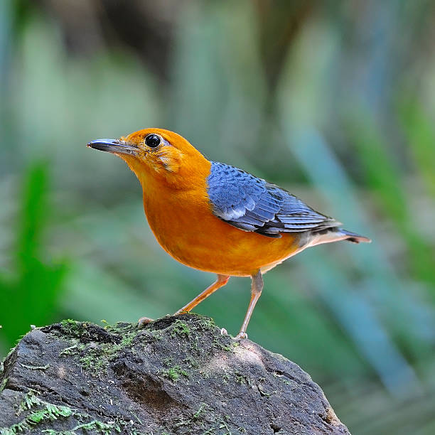 Orange-headed Thrush Beautiful orange bird, Orange-headed Thrush (Zoothera citrina), standing on the rock, breast profile orange headed thrush bird stock pictures, royalty-free photos & images