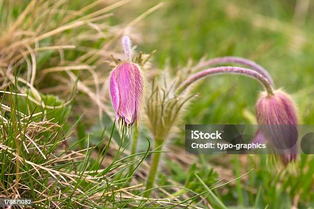 Pasque 아이리스입니다 Pulsatilla 돌로미티에 대한 스톡 사진 및 기타 이미지 - 돌로미티, 산, 아네모네 꽃