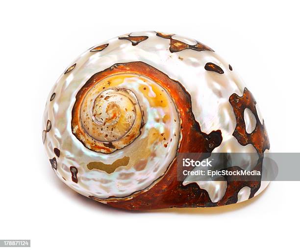 Sea Shell Exoskeleton Sea Shell Isolated On White Stock Photo - Download Image Now - Beach ...