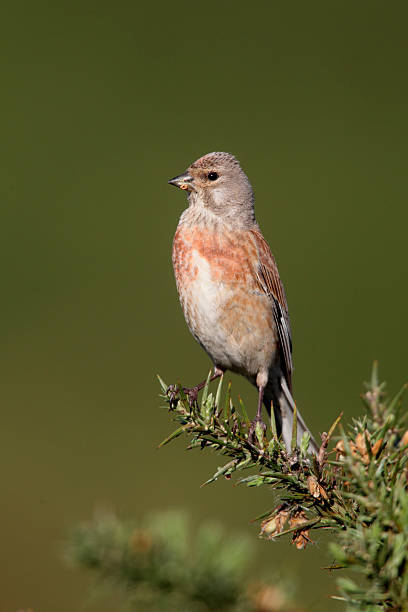 istock Linnet, Carduelis cannabina 178871209