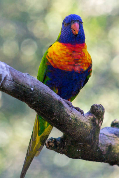 istock Rainbow lorikeet (Trichoglossus moluccanus) sitting on a branch in its habitat 1788713247