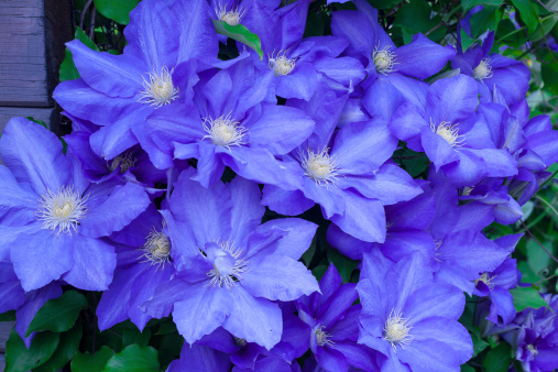 Purple Clementine flowers on a background of green leaves. High quality photo