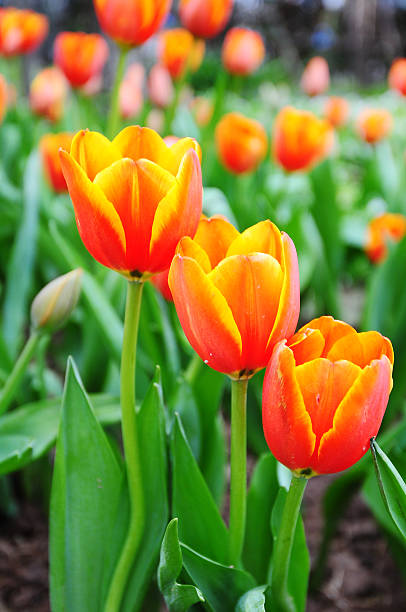 istock Beautiful  tulip flower 178871388