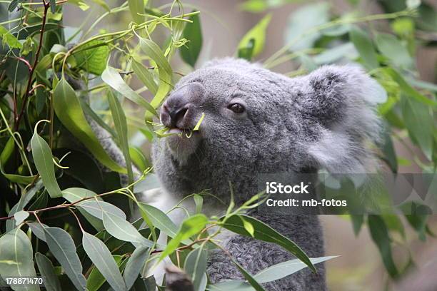 Coala - Fotografias de stock e mais imagens de Animal - Animal, Austrália, Coala