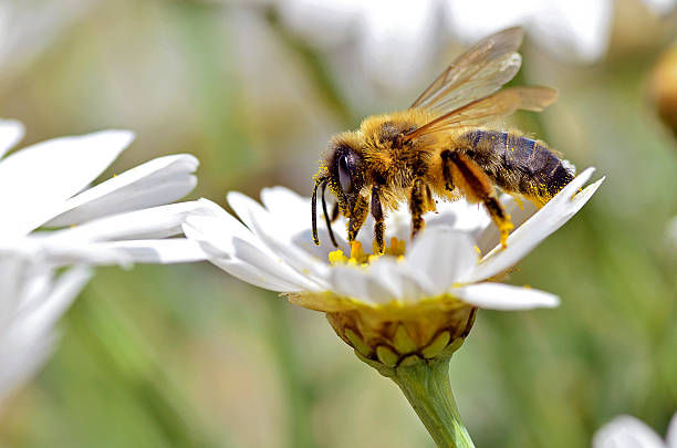 istock Honey bee feeding on anthemis flower 178871498