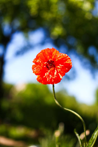 Beautiful poppy flower stock photo