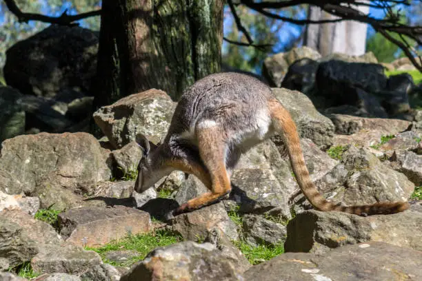 Yellow-footed Rock-wallaby hopping in South Australia