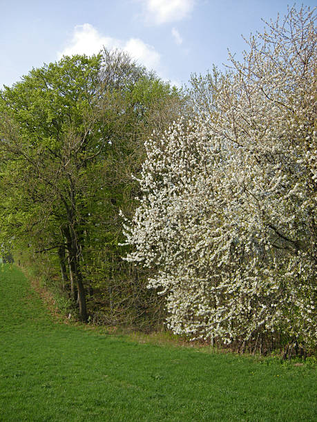 istock Cherry blossom in Weser Uplands 178872058