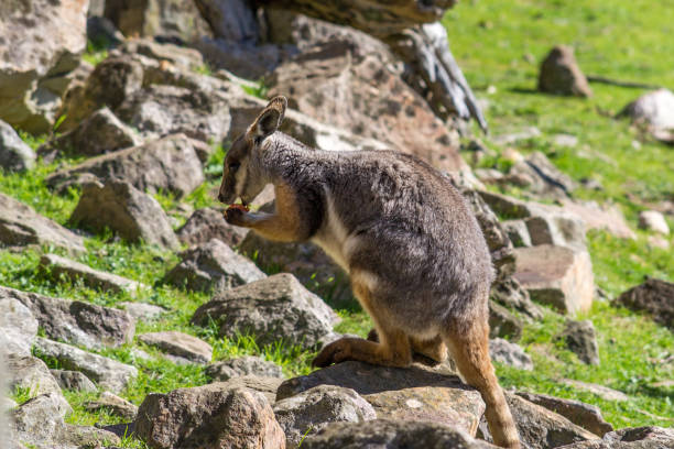 Yellow-footed Rock-wallaby eating in South Australia