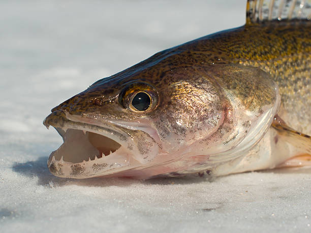 Walleye Pike stock photo