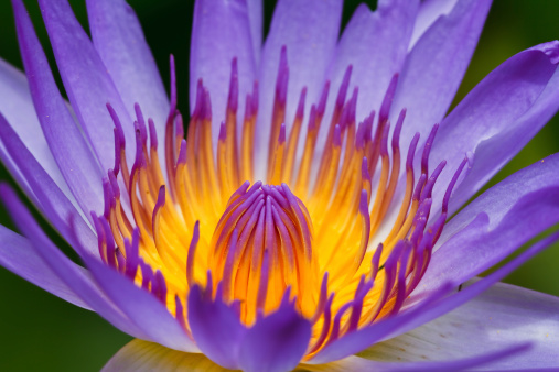 Purple lotus