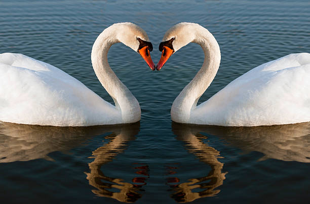 Swans cœur - Photo