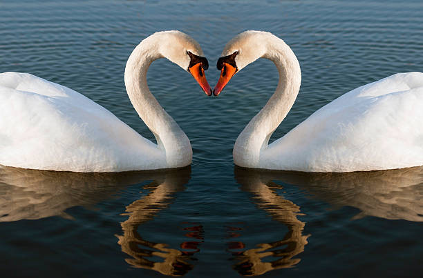 Swans cuore - foto stock