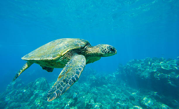 istock Hawaiian Green Sea Turtle Under Water 178872162