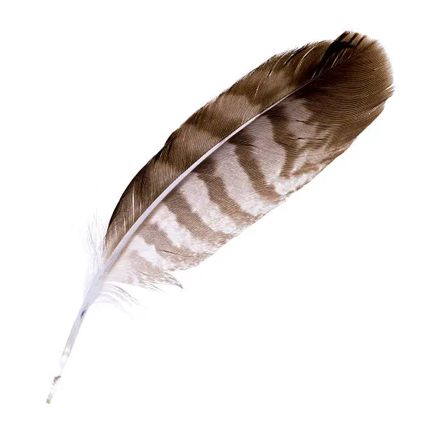 Photo of Buzzard feather