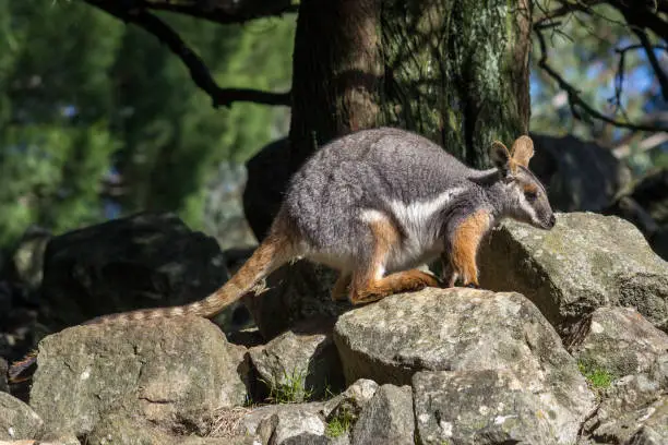 Yellow-footed Rock-wallaby standing on some rocks