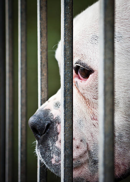 istock White and isolated dog's nose between grids 178872443