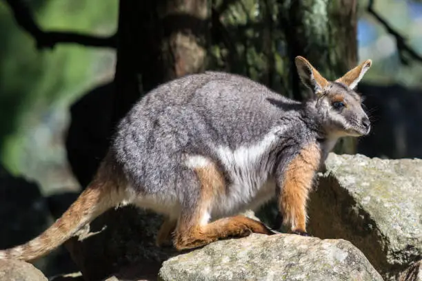 Yellow-footed Rock-wallaby standing on some rocks