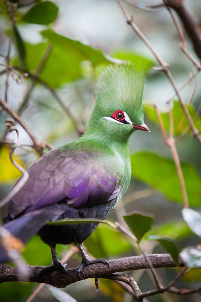 istock Vibrant Knysna Lourie 178872816