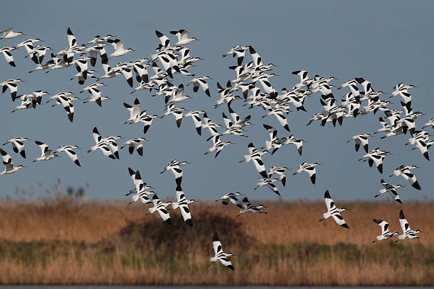 istock Avocet, Recurvirostra avosetta 178872862