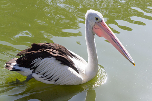 Australian Pelican swimming on the water