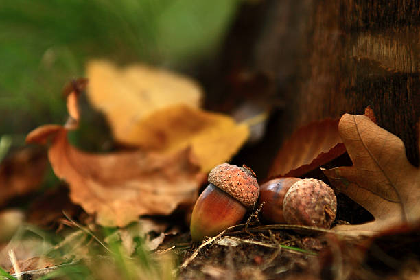istock Oaks in autumn foliage 178873011