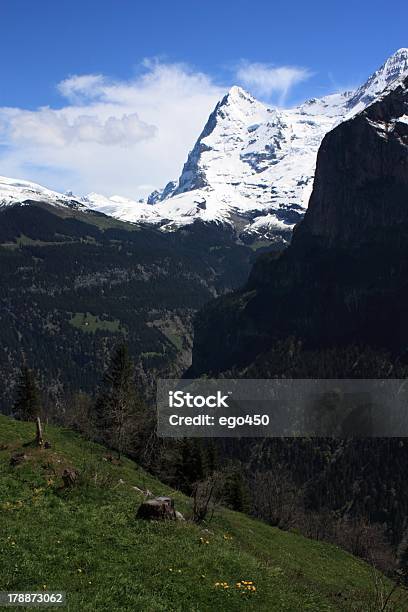 Svizzera - Fotografie stock e altre immagini di Albero - Albero, Alpi, Ambientazione esterna