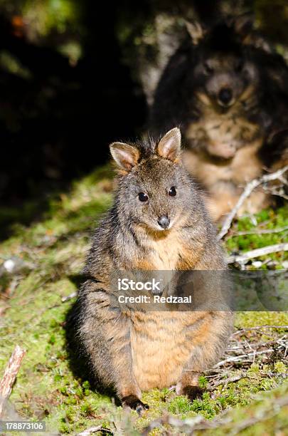 Pademelon In Tasmanien Mit Unheilvolle Hintergrund Companion Stockfoto und mehr Bilder von Australien