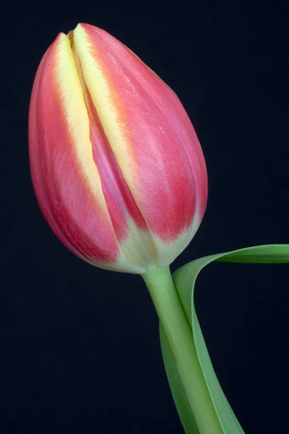 istock Red and yellow tulip 178873115
