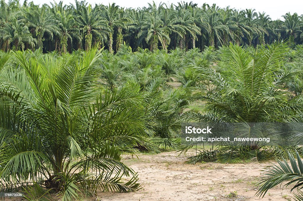 Palm Oil Plantation. Palm Oil Plantation in the south of Thailand. Agricultural Field Stock Photo