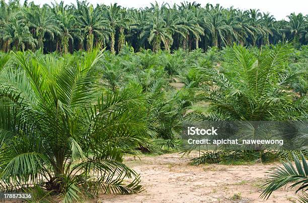 Palm Oil Plantation Stock Photo - Download Image Now - Agricultural Field, Agriculture, Cooking Oil