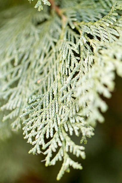 istock green thuja detail 178873353