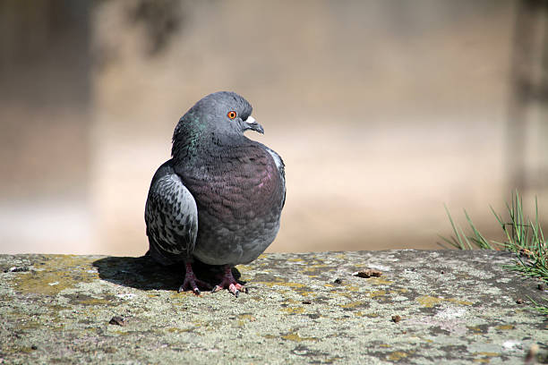 istock City pigeon 178873367