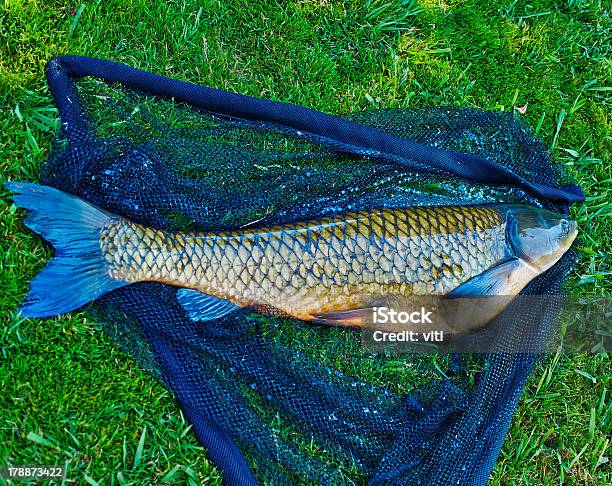 Big Karpfen Stockfoto und mehr Bilder von Abnehmen - Abnehmen, Aquatisches Lebewesen, Bildhintergrund