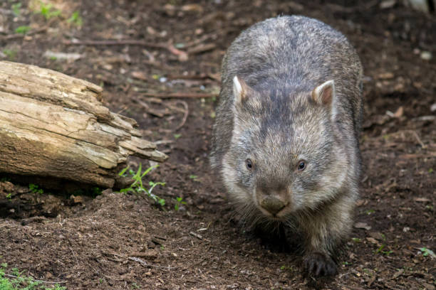 Wombat walking along the forest floor in South Australia