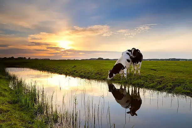 Photo of two cows by river at sunset